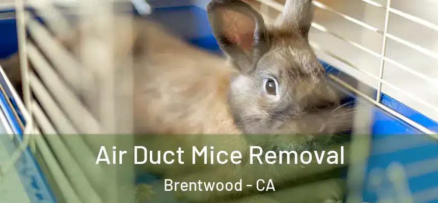  Air Duct Mice Removal Brentwood - CA