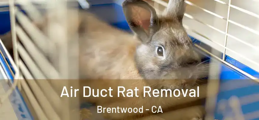  Air Duct Rat Removal Brentwood - CA