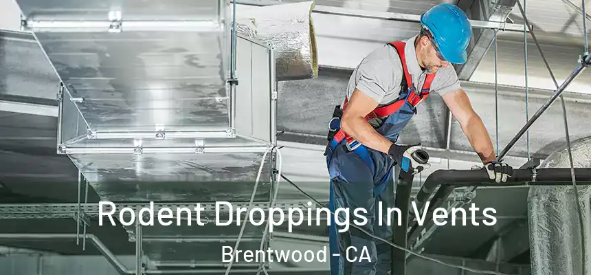  Rodent Droppings In Vents Brentwood - CA